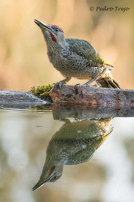 Pito real (Picus viridis)